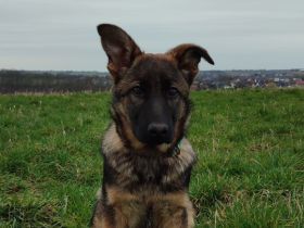 Deutscher Schäferhündin Welpen