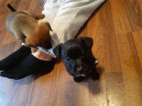 Jack Russel Terrier Mix