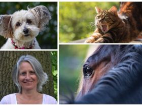 Tierkommunikation lernen - Basisworkshop