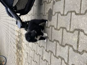 Border Collie Welpen