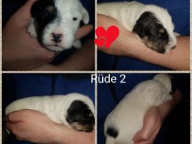 Parson Russell Terrier Welpen