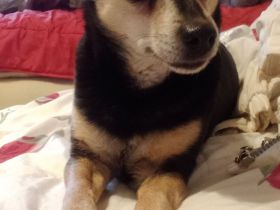 Jack Russel- Pinscher Michling, Hündin, 8j