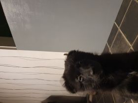 Schwarzer Mittelspitz Welpe zu verkaufen