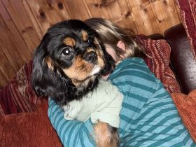 Cavalier King Charles Spaniel Welpe Elvis sucht liebevolle Familie