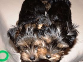 Yorkshire Terrier Welpen