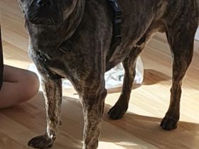 Französisch Bulldoggen Mix