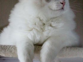 Ragdoll Kater zu Zucht