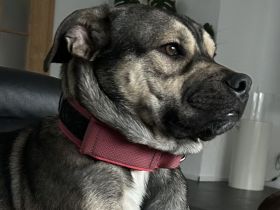 Schäferhundmischling 10 Monate in liebevolle Hände abzugeben