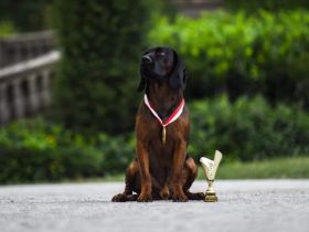 Bayerischer gebirgsschweißhund FCI Papiere