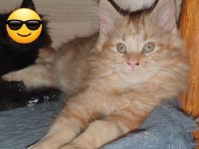 Reinrassige Maine Coon Kitten mit Stammbaum