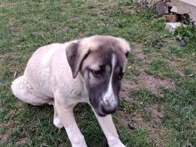 Hunde dringend zu verkaufen