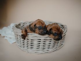 wunderschöne & gesunde - reinrassige Rhodesian Ridgeback Welpen