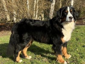 Berner vom Schwarmer Fleut