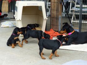 Deutscher Pinscher Welpe, Hündin aus Rassezucht beim PSK1895 / VDH