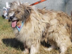 WUSCHEL sucht einfühlsames Zuhause!