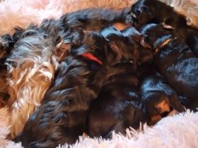 Reinrassige YorkshireTerrier Welpen