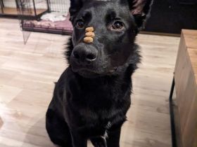 Vegeta(Deutscher Schäferhund/Bordercollie)