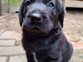 Labrador-Retriever Welpen