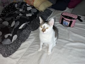 2 Katzen Europäisch Kurzhaar