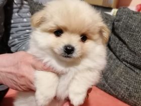 Kleines pomeranien baby