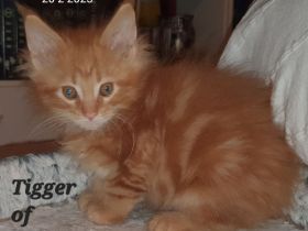 Reinrassige Maine Coon Kitten mit Stammbaum