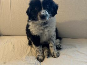 Australian Shepherd Mix Welpen