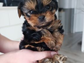 Yorkshire Terrier
