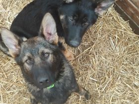 Letzte 2 Hündin Deutscher Schäferhund