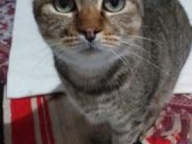 Bimba, Asthmatikerin