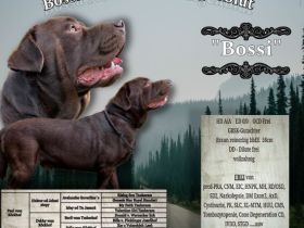 Bossa Nova vom Heiligenblut