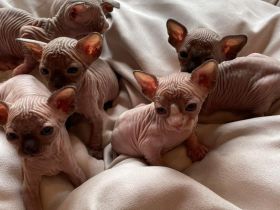 Sphynx Kitten