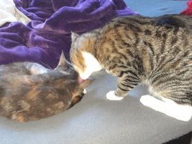 Geschwisterpaar sucht Liebevolles Zuhause