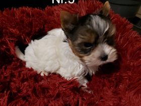 Biewer Yorkshire Terrier Welpe