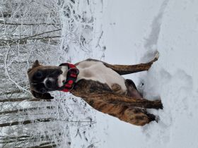 Süße Boxer Hündin