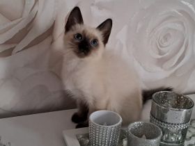Siam Kitten