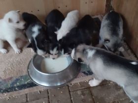 Wurfankündigung Husky Welpen