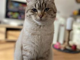 Deckkater BKH silver shaded