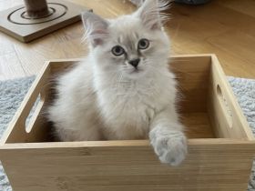 Neva masquarade kitten Kätzchen Kater