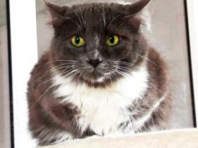 Julietta, ängstliche Fellnase sucht geduldigen Dosenöffner