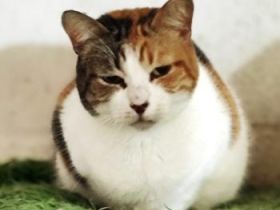 Glückskatze Eira sucht Menschen mit Katzenerfahrung