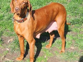 Magyar Vizsla Welpen abzugeben