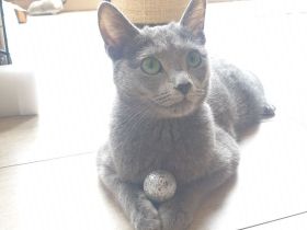 4 süße reinrassige russisch blau Kitten