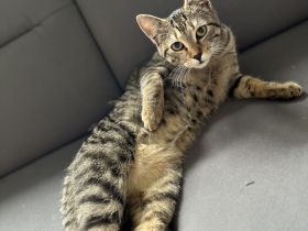 Geschwister Hauskatzen