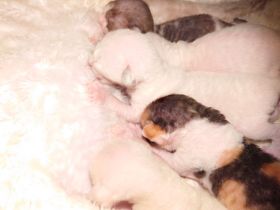 Cornish Rex Kitten mit Stammbaum