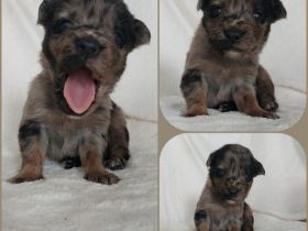 Goldencollie Aussiedor Welpen/ Familenhunde/ AustralienSheperd/ Labrador/ GoldenRetriever