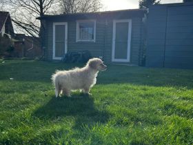 2 wunderschöne Welpen