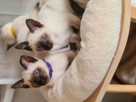 Katzenbabys, Reinrasige Siamkitten
