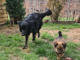 Altdeutsche Hütehunde