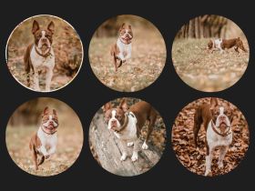 Boston Terrier Deckrüde