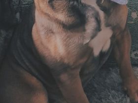 Liebevolle englische bulldogge